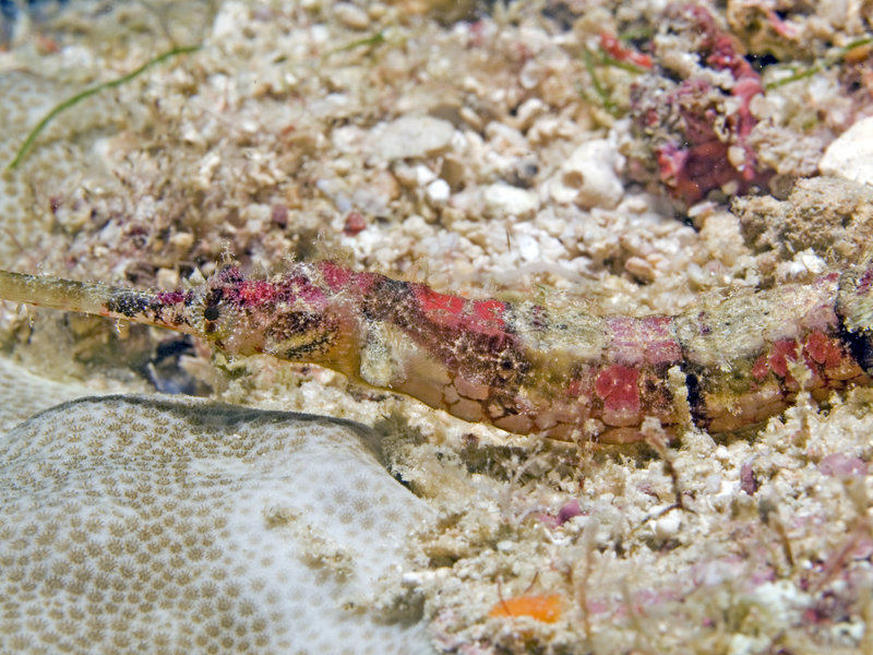 Pipefish, Mabul, Stingray City